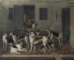 Foxhounds in Kennels