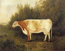'Spotted Nancy': A Cow