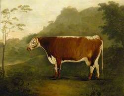 'Brindled Beauty': A Cow 