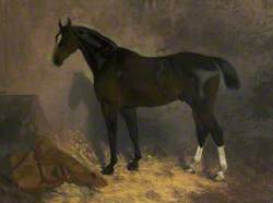 'Yeoman': A Racehorse in a Stable