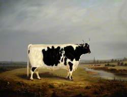 A Prize Black and White Bull in a Landscape