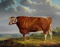 A Longhorn Bull in a Landscape