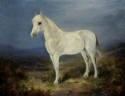 A Grey Horse Standing in a Landscape