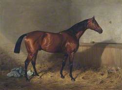 'Melton', a Bay Racehorse, in a Stable