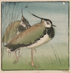 Plore Examples Study of a Plover | Art UK