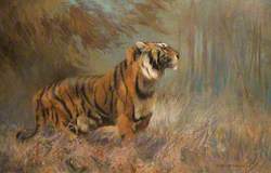 Study of a Tiger