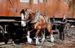 'Charlie', the Last British Railways Shunting Horse, at Work with His Driver at Newmarket