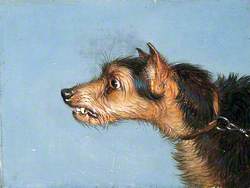 Head of a Terrier
