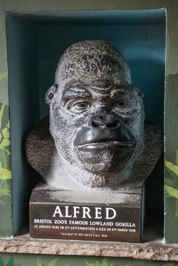 Alfred