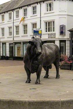 Hereford Bull