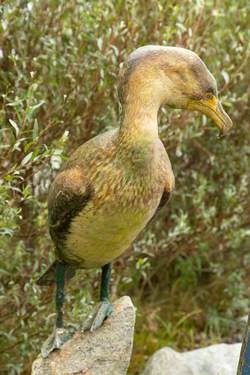 Cormorant