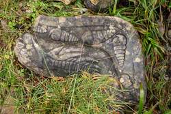 Fossil