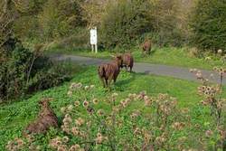 Lincoln Longwool Sheep