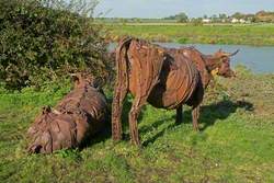 Lincoln Red Cattle