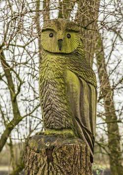 Tawny Owl