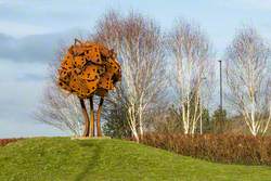 Carmarthen Oak