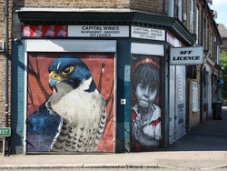 Peregrine Falcon