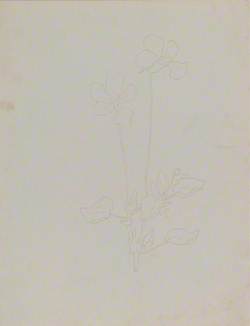 Study of Viola Gracilis