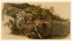 Study of Rock, Moss and Ivy