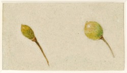 Two States of Fruit (from 'Bud to Fruit: The Life History of a Cherry')