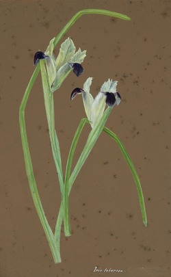 Study of Iris tuberosa