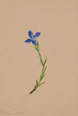 Study of Gentiana ciliata