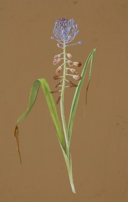 Study of Muscari comosum