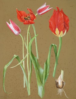 Study of Four Tulips