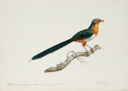 Phenicoptaris Javianicus (?)