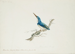 Alcedo biru