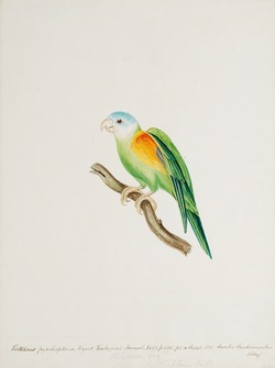Psittacus pyrrhopterus