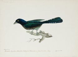 Cuculus lugubris