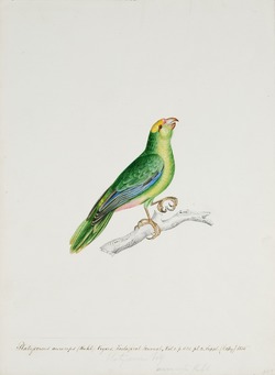 Platycercus auriceps
