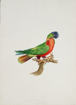 Psittacula kuhl