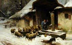 Feeding Sheep