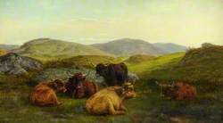 Aberfoyle, Highland Cattle