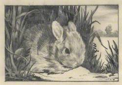Rabbit