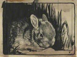 Rabbit