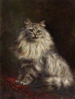 Study of a Persian Cat