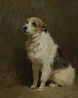 Portrait of 'Pilu', a Performing Dog