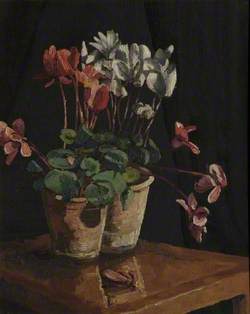 Cyclamens