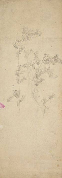 Study of Flowers, possibly Bluebells