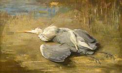 The Wounded Heron