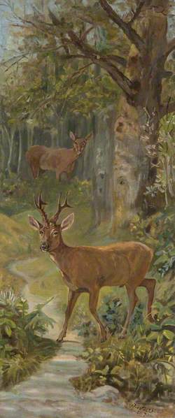 Deer in a Forest