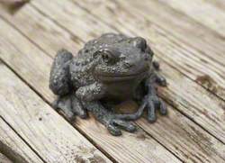 Toad