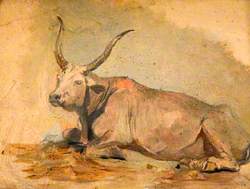 Roman Ox (Lying down)