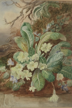 Primroses on a Riverbank