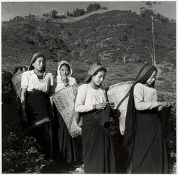 Women Working in Tea Plantations