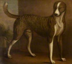 Lord Windsor’s Dog, 'Banquo'