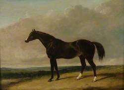 The Racehorse, 'Camel'